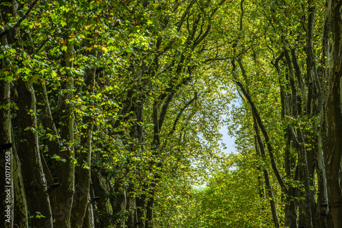 Walkway, lane, path with green trees in the forest