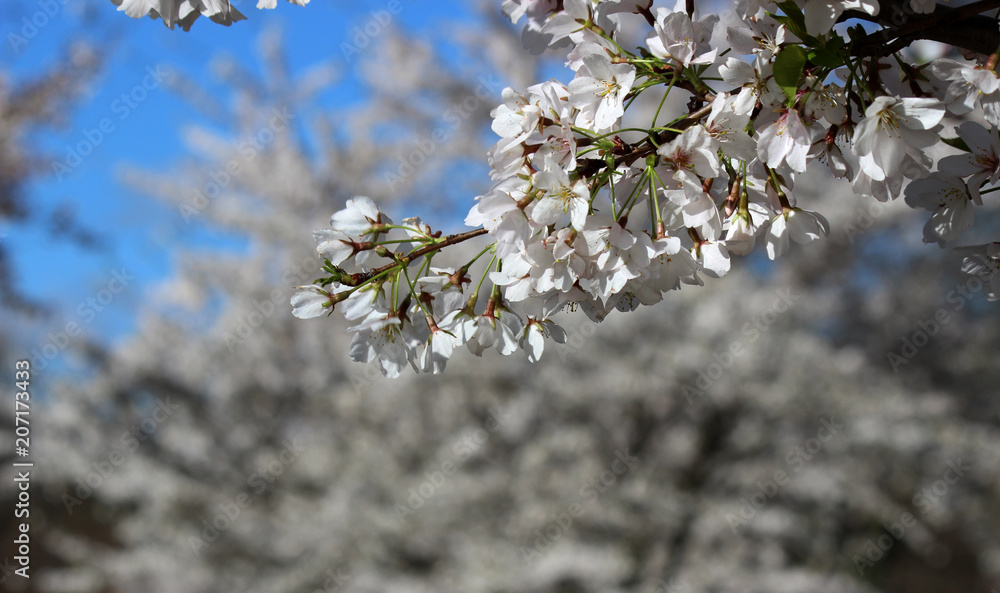 Naklejka Cherry Blossoms - Philadelphia, PA