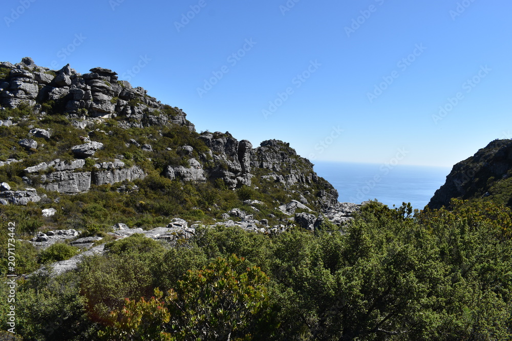 Wonderful nature on the plate clip hiking path on the Table Mountain in Cape Town, South Africa