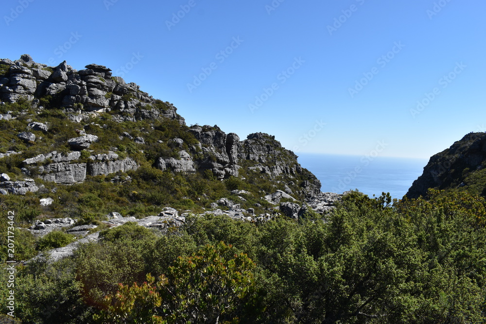 Wonderful nature on the plate clip hiking path on the Table Mountain in Cape Town, South Africa Wonderful nature on the plate clip hiking path on the Table Mountain in Cape Town, South Africa