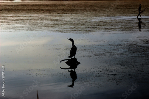 Ibis Pond at Sunrise - South Carolina