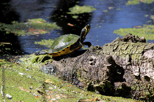 Baby Turtle Sunbathing