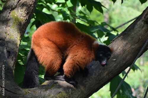 Monkey