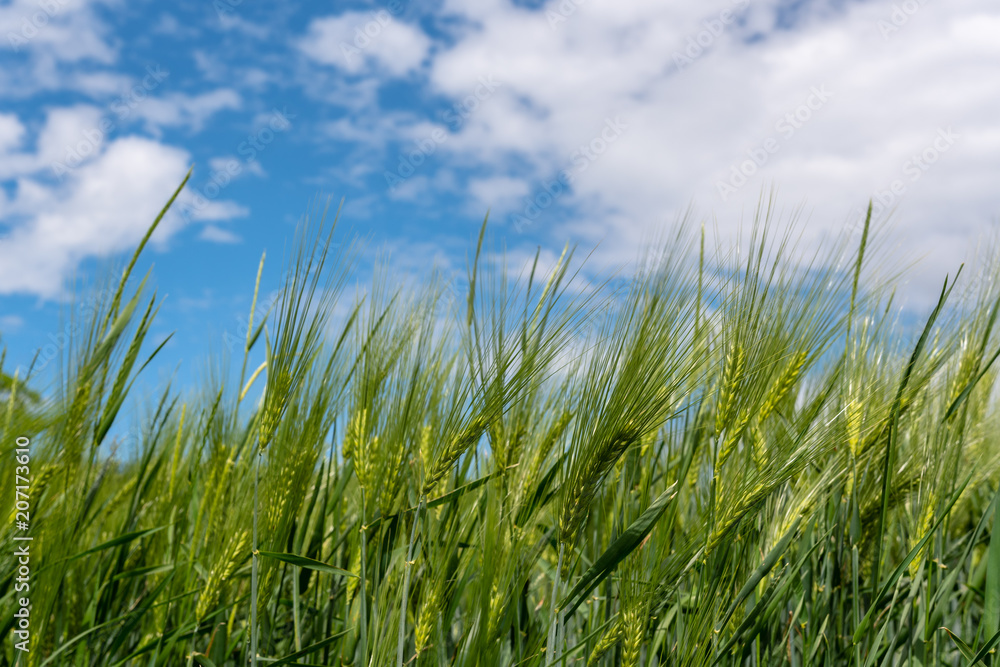 Korn und Weizen mit blauem Himmel als Hintergrund Korn und Weizen mit blauem Himmel als Hintergrund