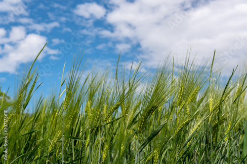 Korn und Weizen mit blauem Himmel als Hintergrund
