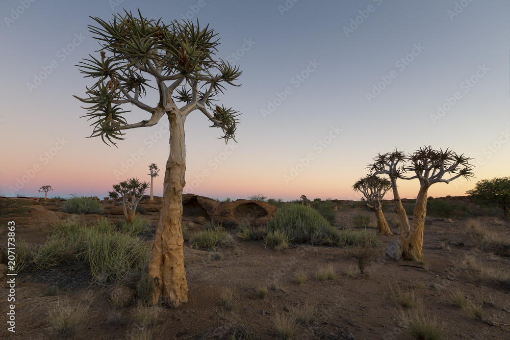 Landscape of a Quiver Trees with pastel sky and moon in dry desert