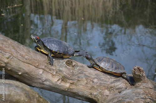 Turtles