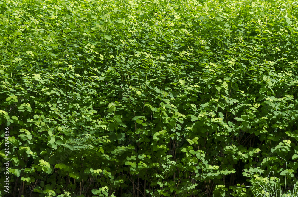 Background of natural green bush field in springtime, South park, Sofia, Bulgaria Background of natural green bush field in springtime, South park, Sofia, Bulgaria
