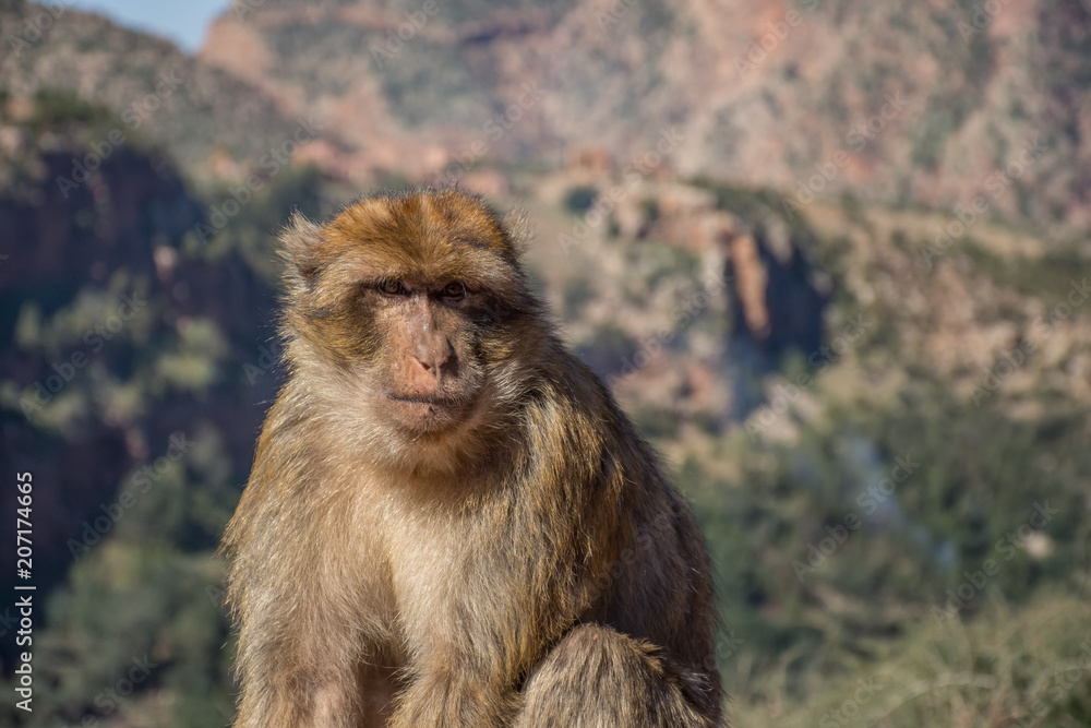 Naklejka premium Monkey Business in Morocco