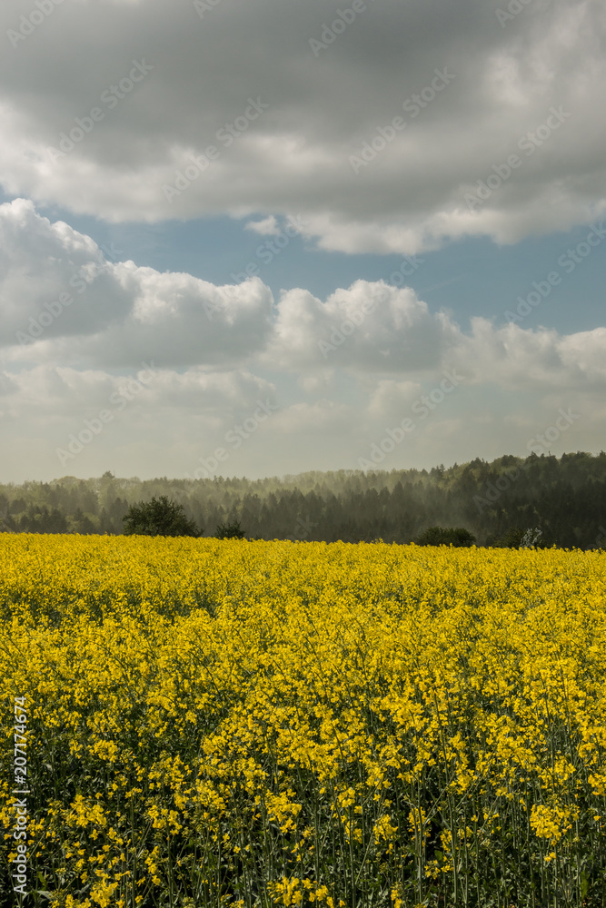 Big fields of yellow rapeseed and the blue sky with clouds