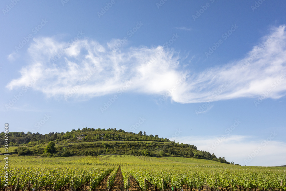 Fototapeta premium Colline et nuage au-dessus dun vignoble