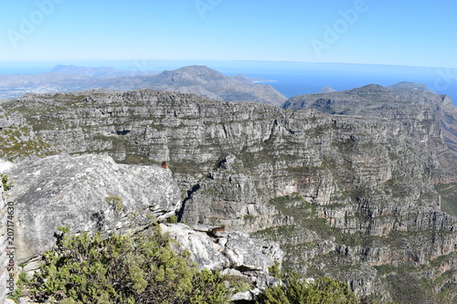 View over Cape Town from the big Table Mountain with a funny hyrax in South Africa