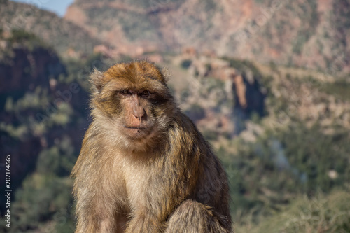 Monkey Business in Morocco © Darline