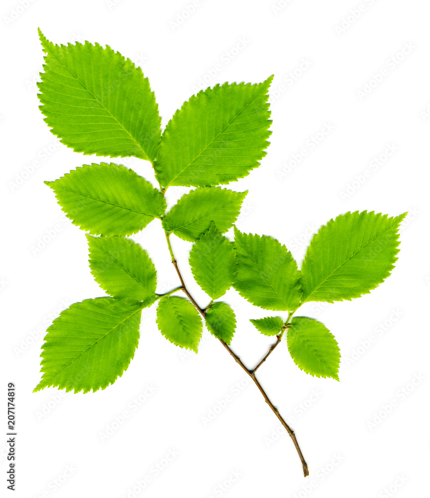 Branch with green leaves on a white Branch with green leaves on a white
