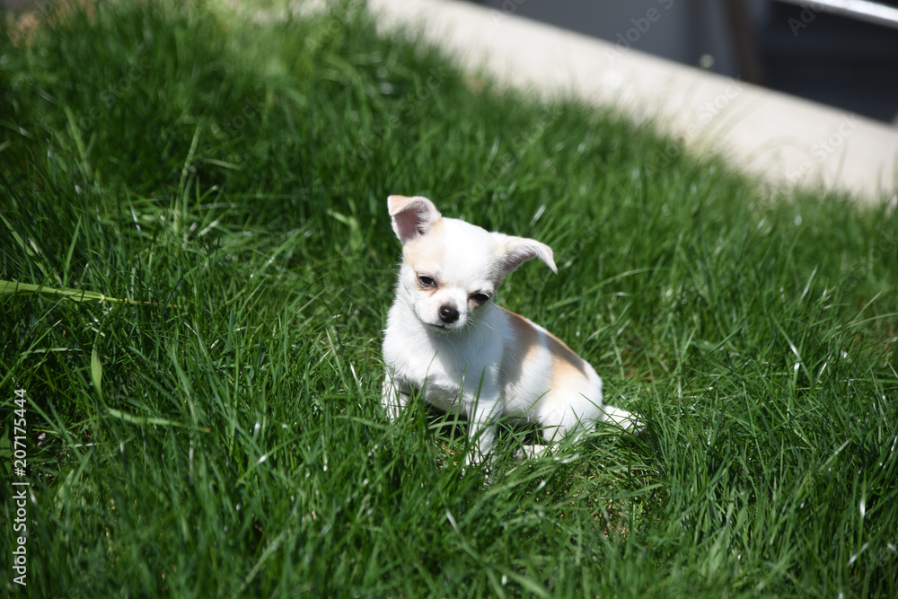 chihuahua cane piccolo cane animale domestico chihuahua cane piccolo cane animale domestico