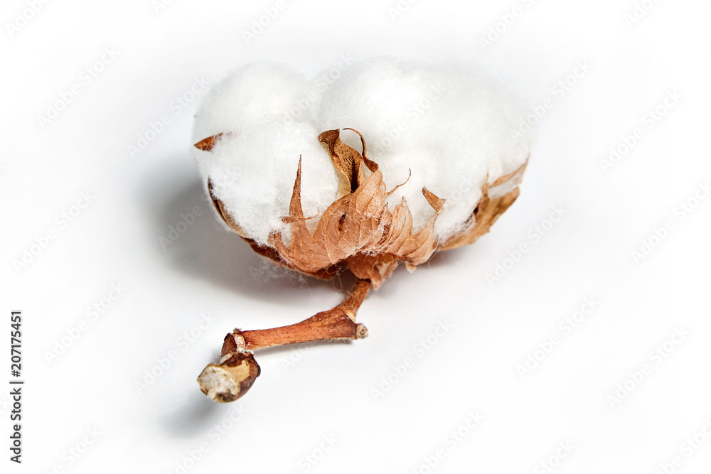 cotton flower on white background cotton flower on white background