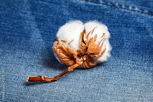 white cotton flower on blue jeans © mikeosphoto