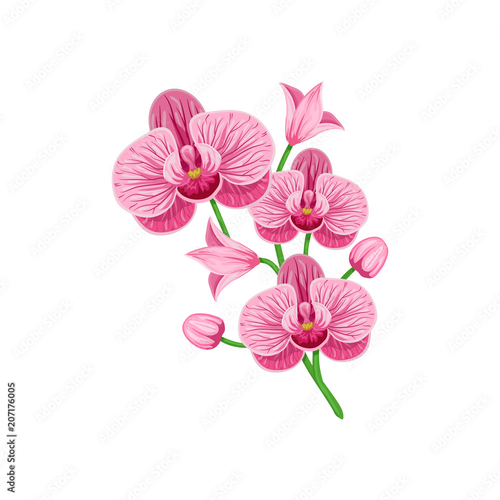Vector branch of  pink orchid phalaenopsis isolated on a white background.