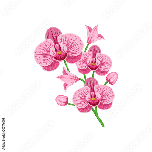 Fototapeta Naklejka Na Ścianę i Meble -  Vector branch of  pink orchid phalaenopsis isolated on a white background.