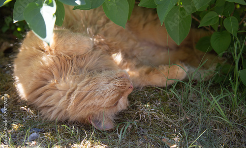 Orange cat laying down under busker to hide from hot air in summer