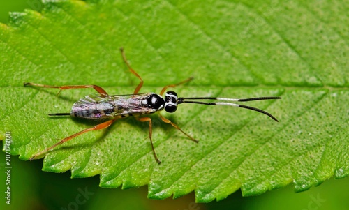 A female Ichneumon Wasp (Cryptini) resting on a green leaf during Springtime in Texas. © Brett