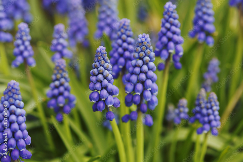 Muscar flowers on close up. Bright shop. Spring in time. Muscar flowers on close up. Bright shop. Spring in time.