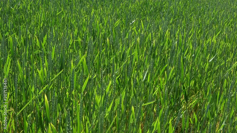 Green Wheat Fields Wave To The Wind. Green Wheat Fields Wave To The Wind.