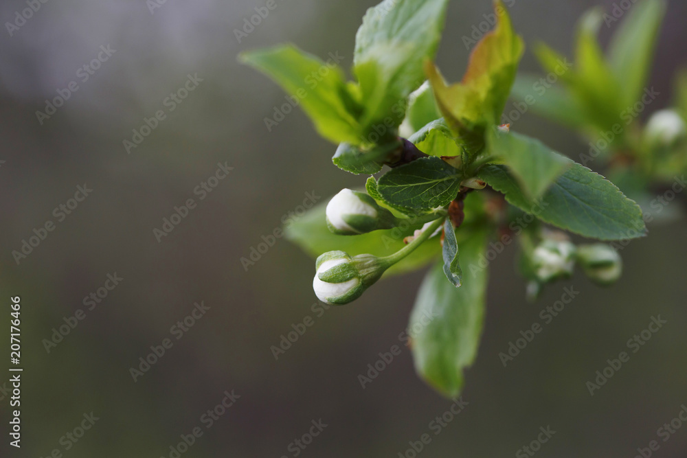 Unblown flowers on apple tree close up. Spring in time. Unblown flowers on apple tree close up. Spring in time.