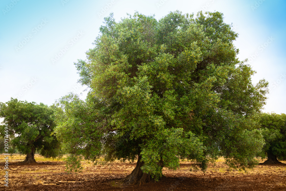 Olive plantation with old olive tree in the Apulia region, Italy Olive plantation with old olive tree in the Apulia region, Italy