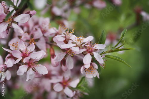 Blossom Amygdalus flower close up. Bright macro shot. Spring time.