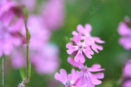 Wallpaper Mural フクロナデシコ Torontodigital.ca