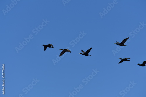 A group of black cormorants .