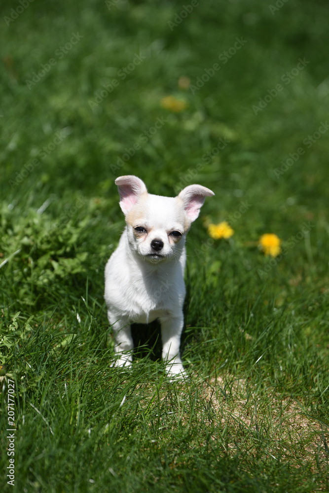 chihuahua cane piccolo cane animale domestico chihuahua cane piccolo cane animale domestico