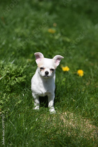 chihuahua cane piccolo cane animale domestico  © franzdell