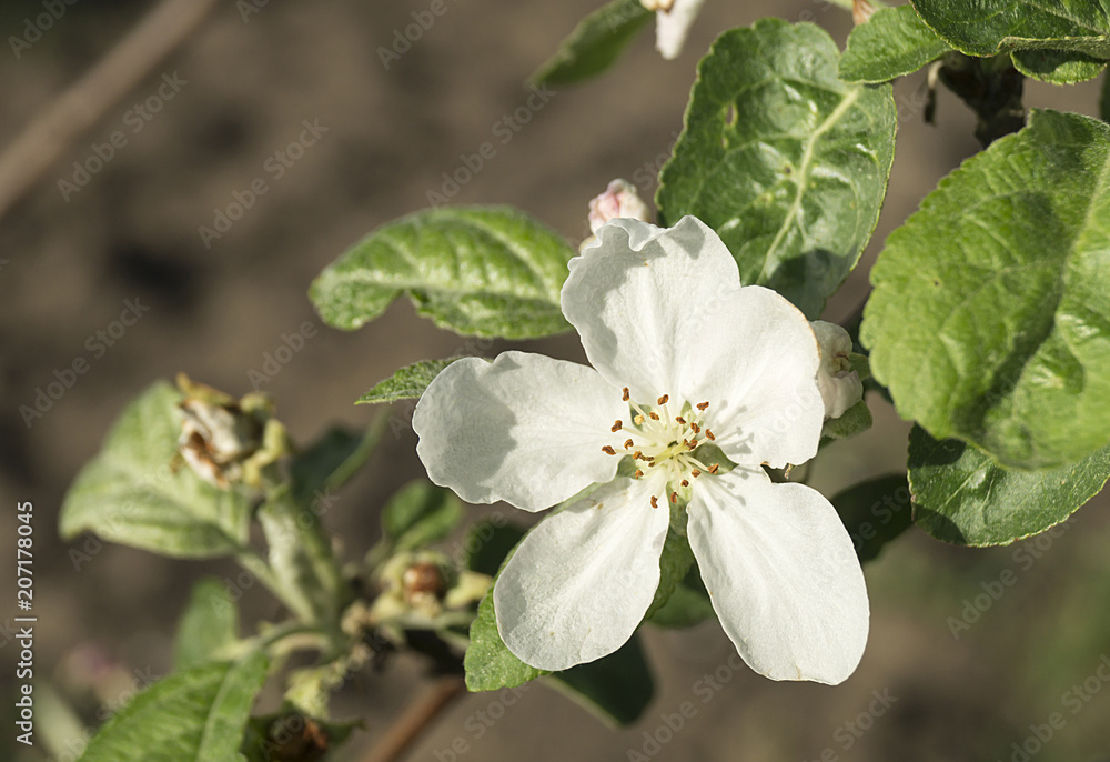 Obraz premium Flower to aple trees on background green sheet