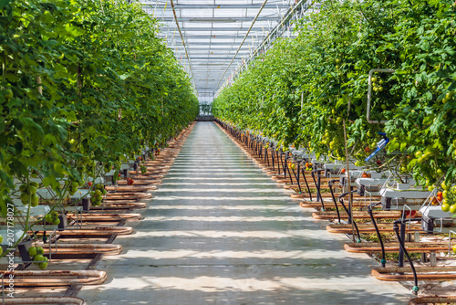 Fotografie Tomato cultivation in a large Dutch greenhouse