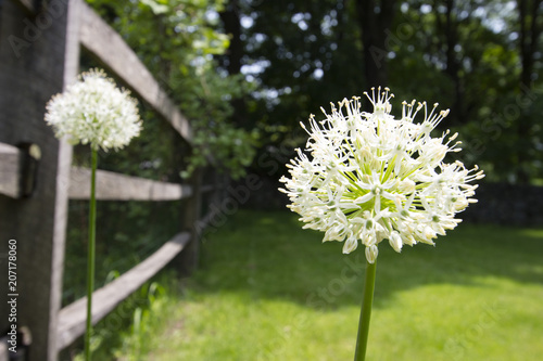 Spring flowers