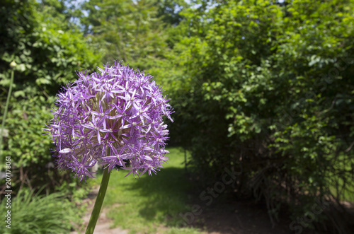 Spring flowers