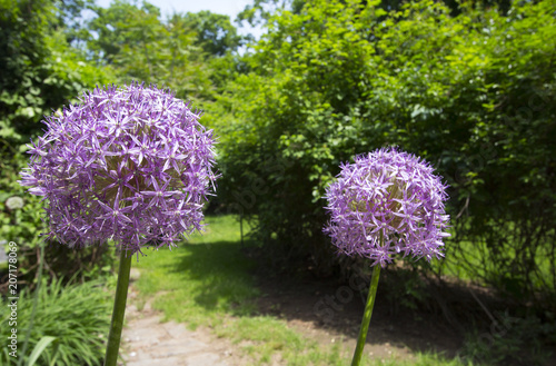 Spring flowers