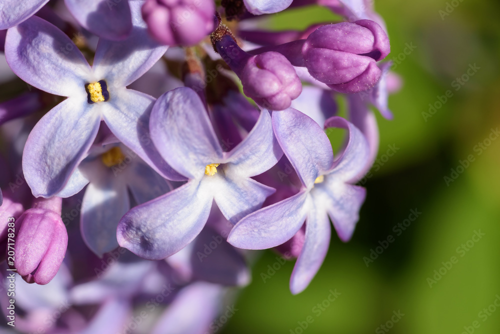 Lilac flowers, macro shot. Abstract background. Lilac flowers, macro shot. Abstract background.