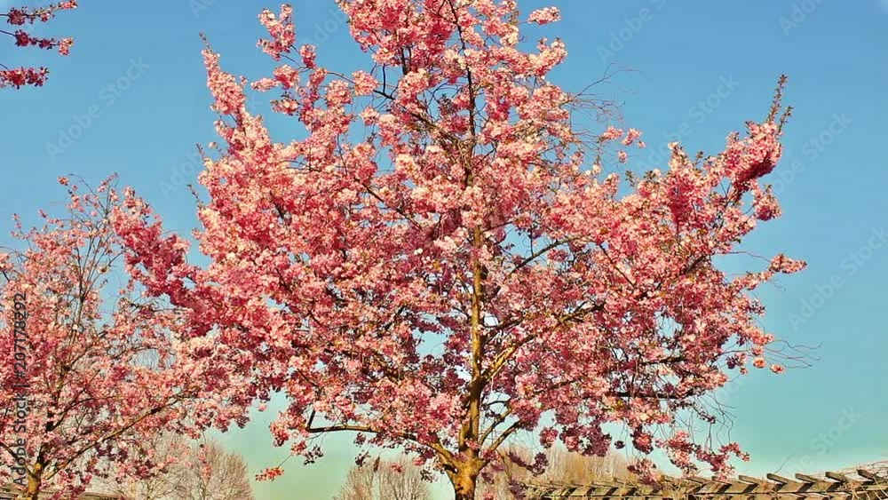 branches of flowered cherry trees/branches of flowered cherry trees sway in the wind branches of flowered cherry trees/branches of flowered cherry trees sway in the wind