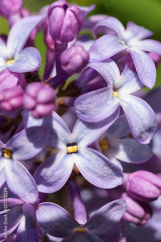 Lilac flowers, macro shot. Flower abstract background.