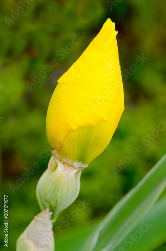 Fototapeta Naklejka Na Ścianę i Meble -  yellow lily cocoon