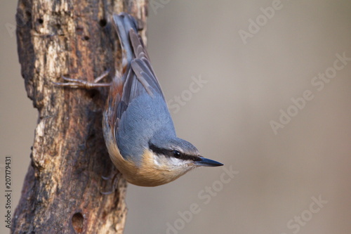 Nuthatch (Sitta europaea)
