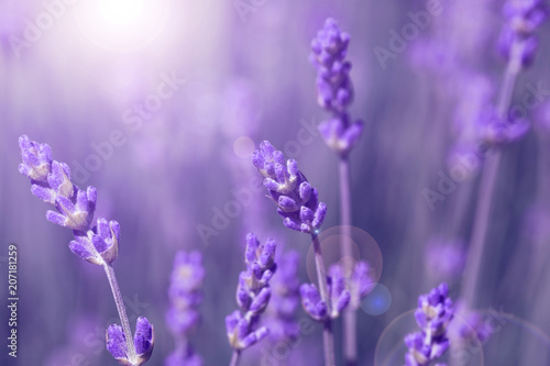 Fototapeta Naklejka Na Ścianę i Meble -  field lavender morning