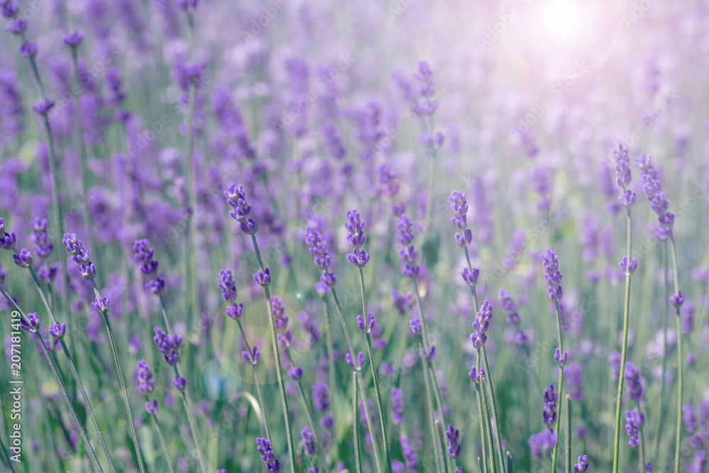 field lavender morning field lavender morning