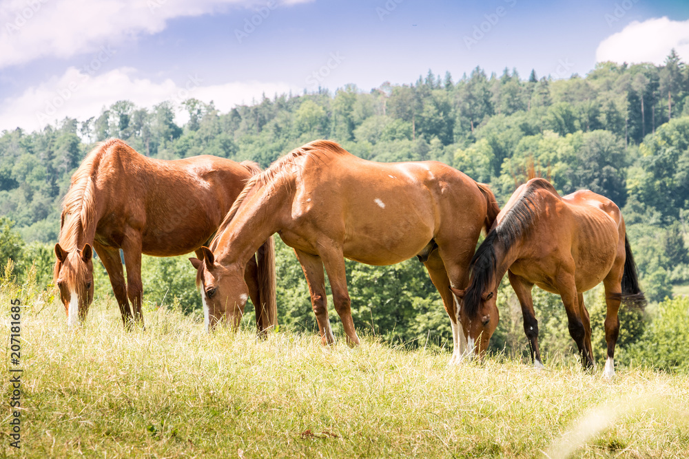 Horses on the green meadow Horses on the green meadow