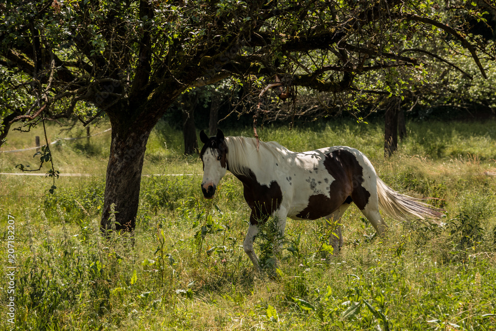 Horses on the green meadow