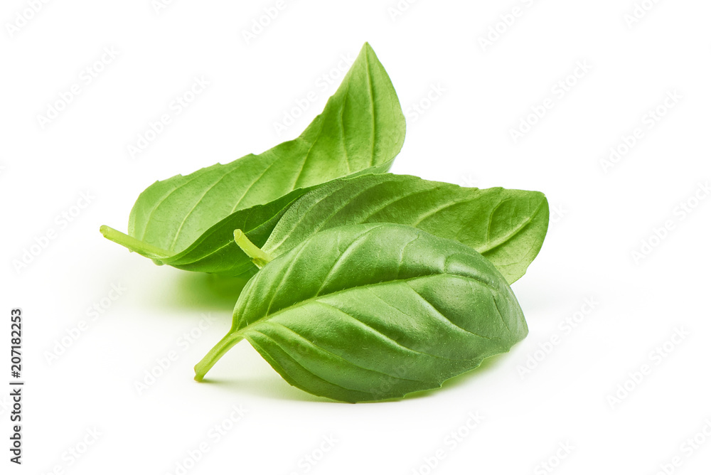Sweet basil herb leaves bunch isolated on white background Sweet basil herb leaves bunch isolated on white background