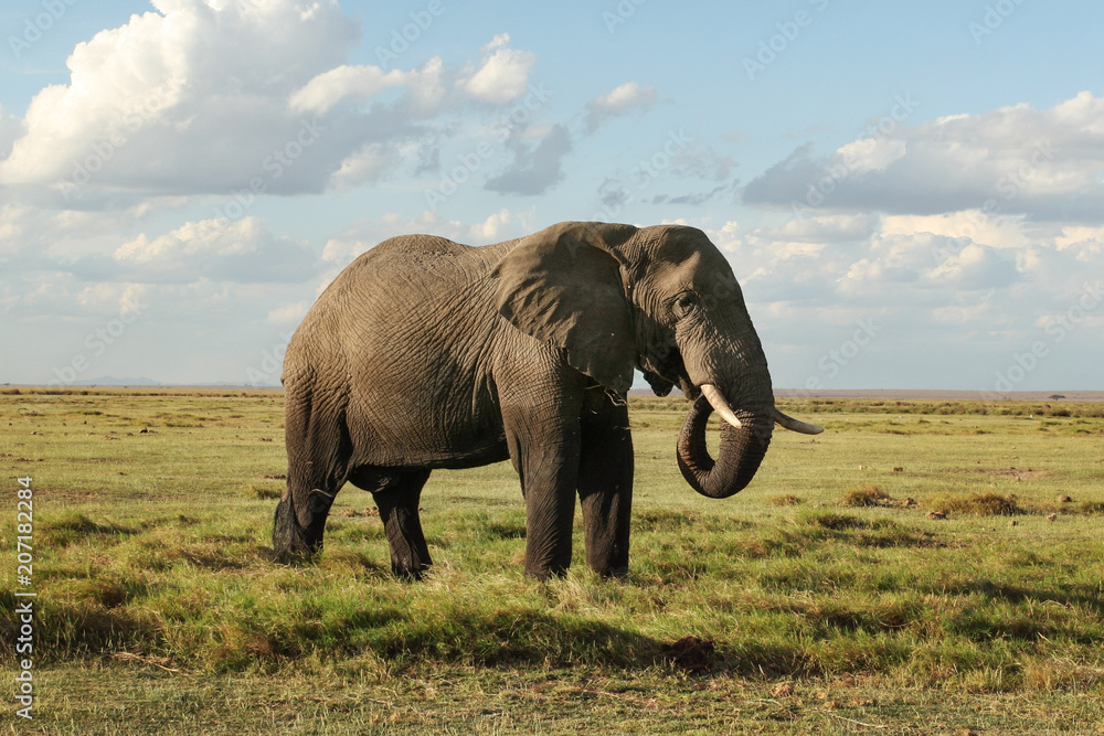 African bush elephant (Loxodonta africana), bottom part of his body wet from bathing, feeding on grass in african savanna. Amboseli National Park, Kenya.